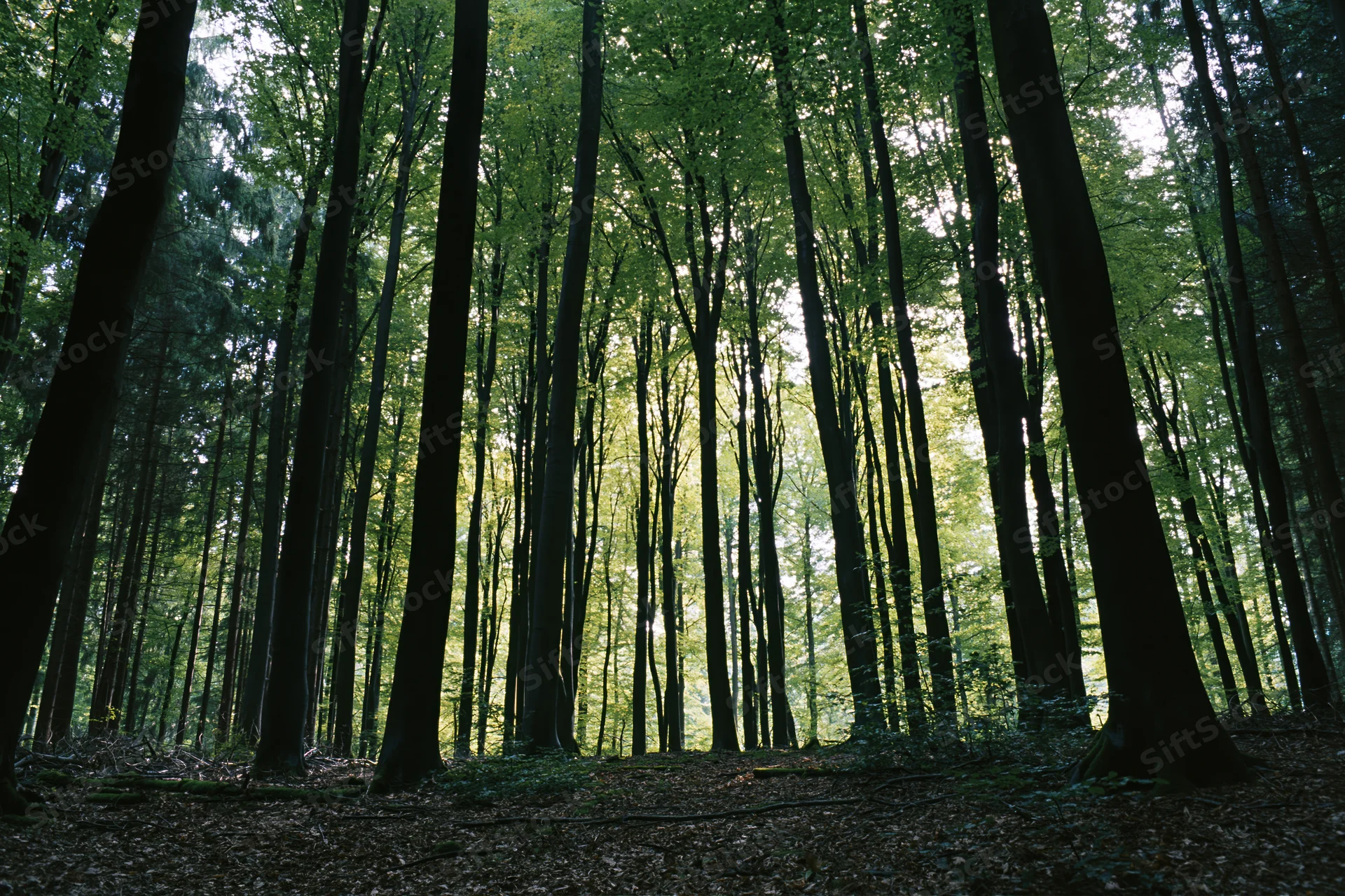 Tall beech trees rising vertically in a dense forest interior with dappled sunlight filtering through the canopy