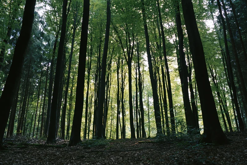 Tall beech trees rising vertically in a dense forest interior with dappled sunlight filtering through the canopy