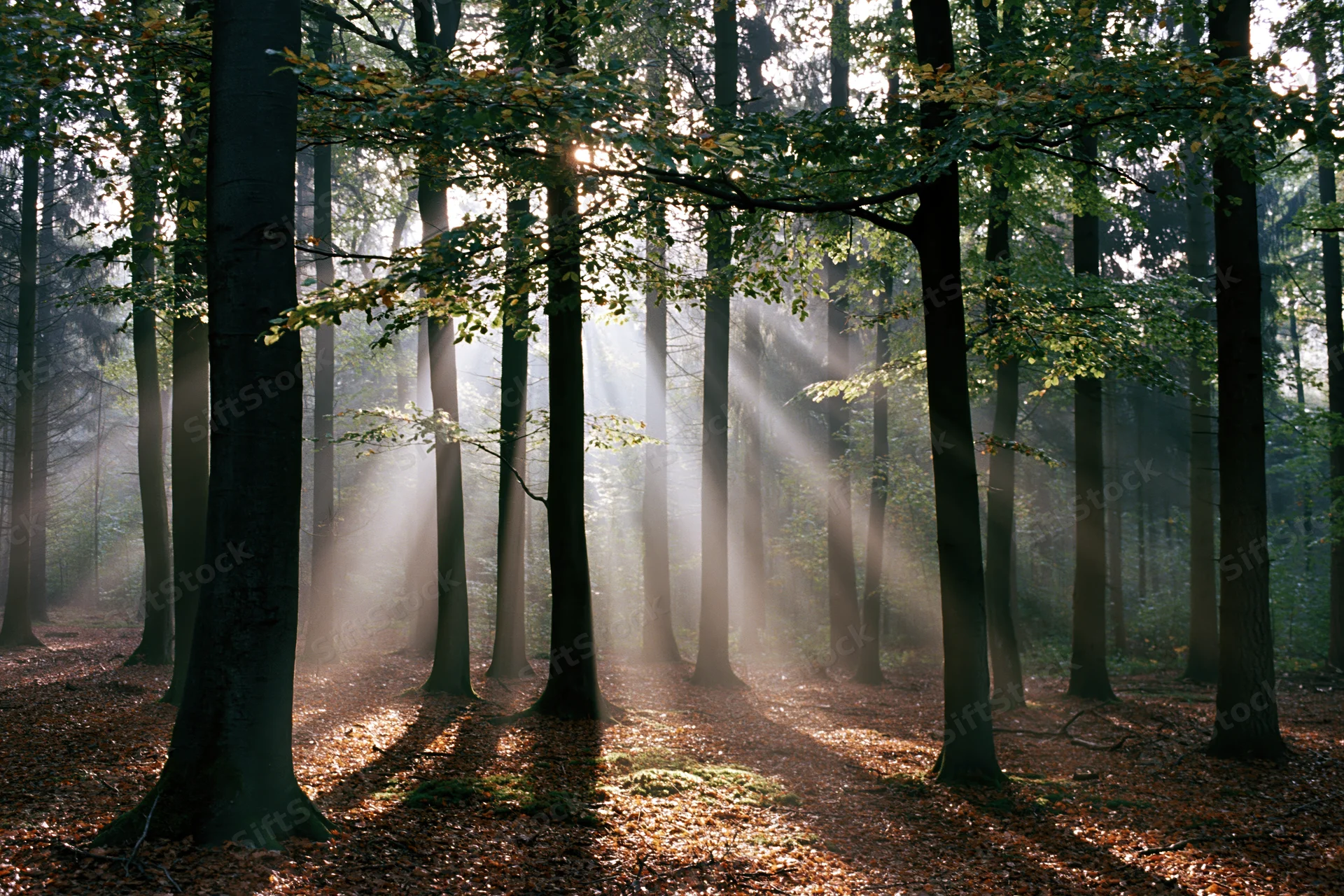 Sunbeams cutting through mist in a tall beech forest at morning