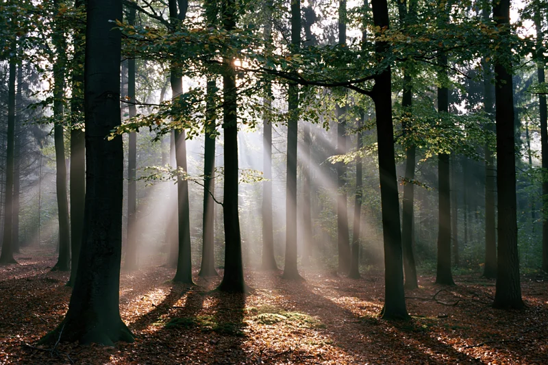 Sunbeams cutting through mist in a tall beech forest at morning