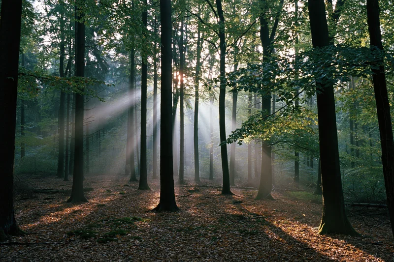 Sunbeams cutting through mist in a tall beech forest at morning