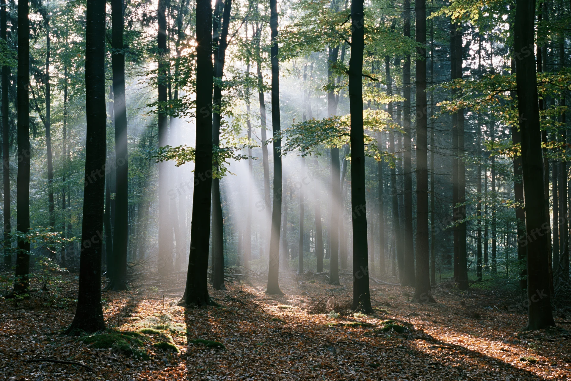 Sunbeams cutting through mist in a tall beech forest at dawn