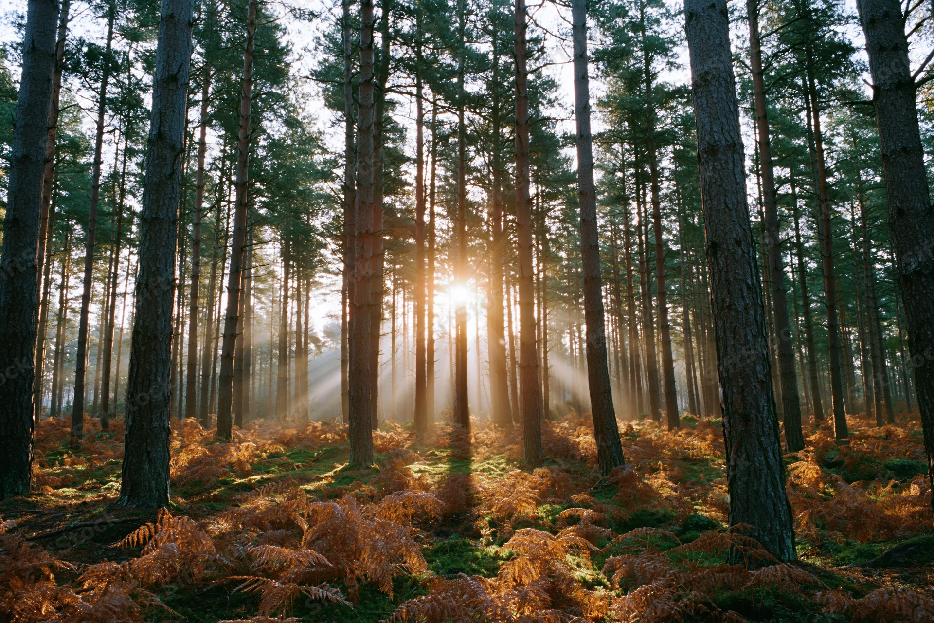 Sunbeams filtering through tall pine trees in a forest at golden hour