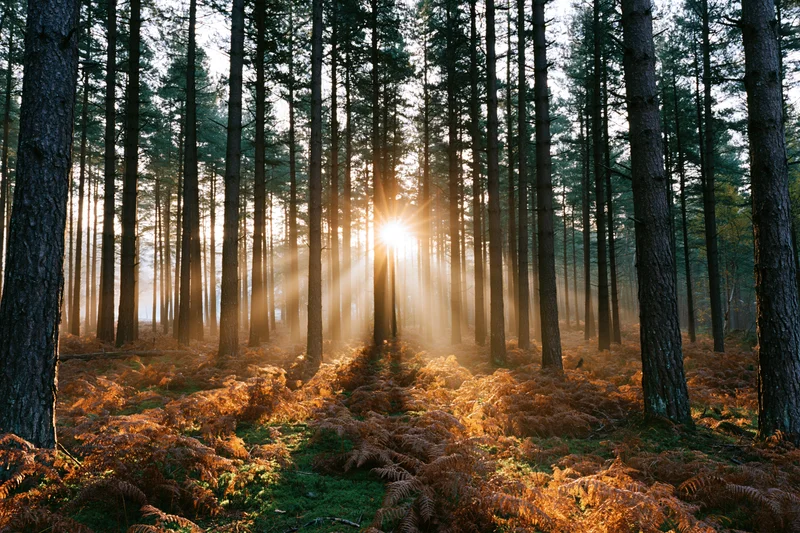 Sun rays breaking through tall conifer trees in a misty forest at golden hour