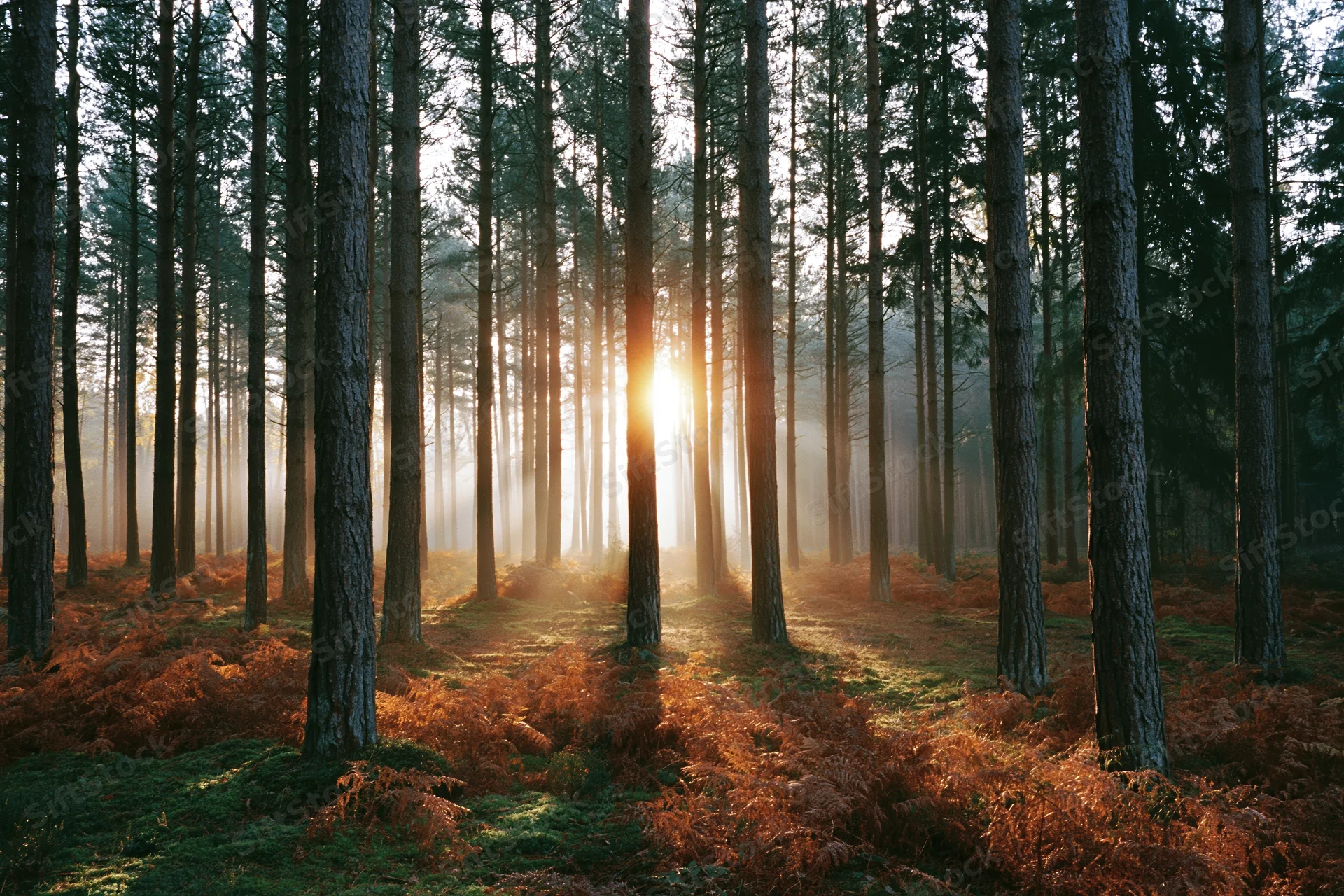 Sun rays breaking through tall conifer trees in a misty forest at golden hour