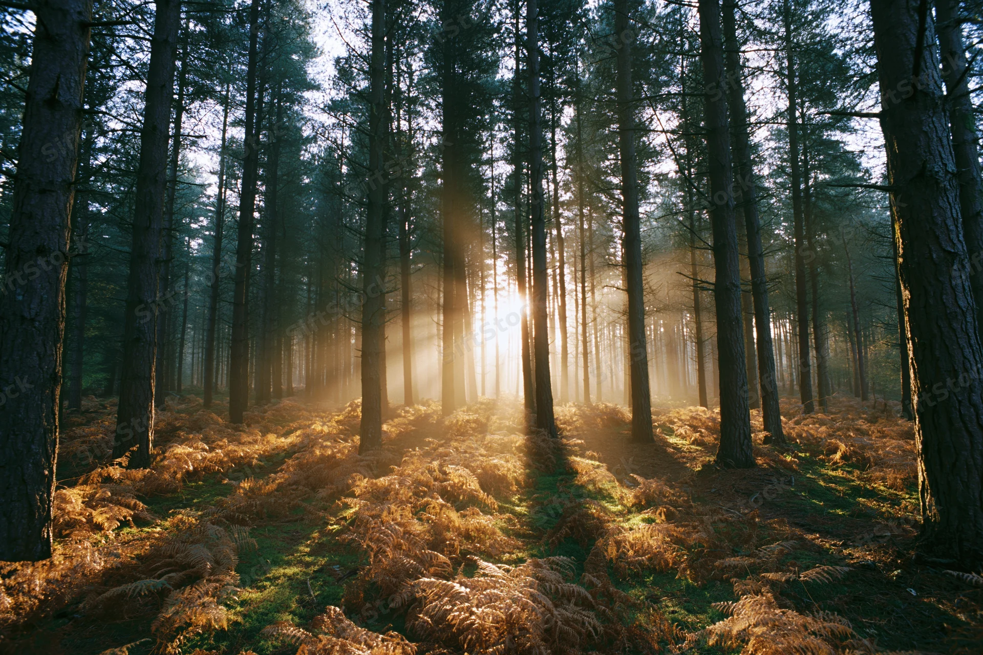Sun rays breaking through tall conifer trees in a misty forest at golden hour