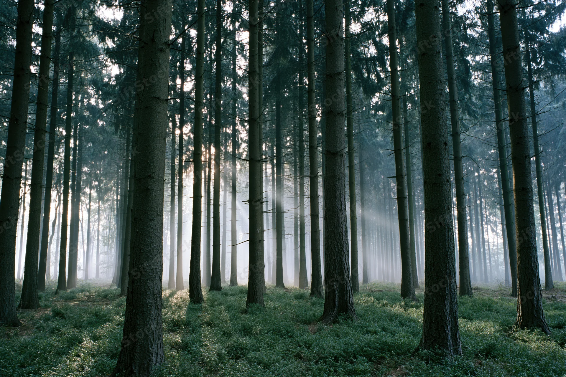 Morning light rays cutting through tall conifer trees in a misty forest interior