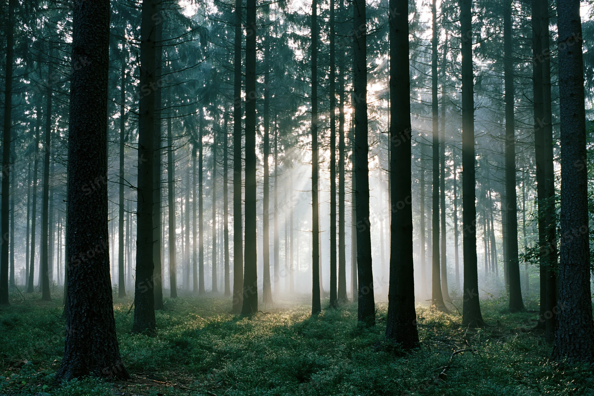 Morning light rays cutting through tall conifer trees in a misty forest interior