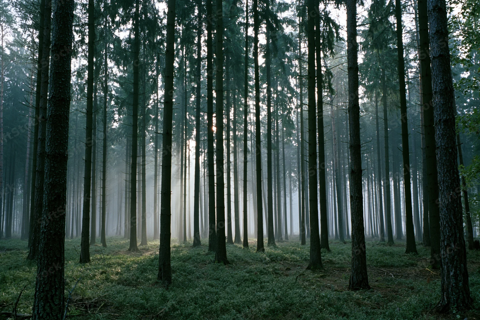 Tall conifer trees in a misty forest with morning light rays cutting through the canopy
