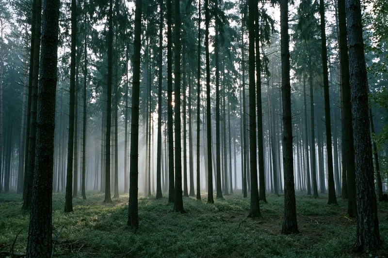 Tall conifer trees in a misty forest with morning light rays cutting through the canopy