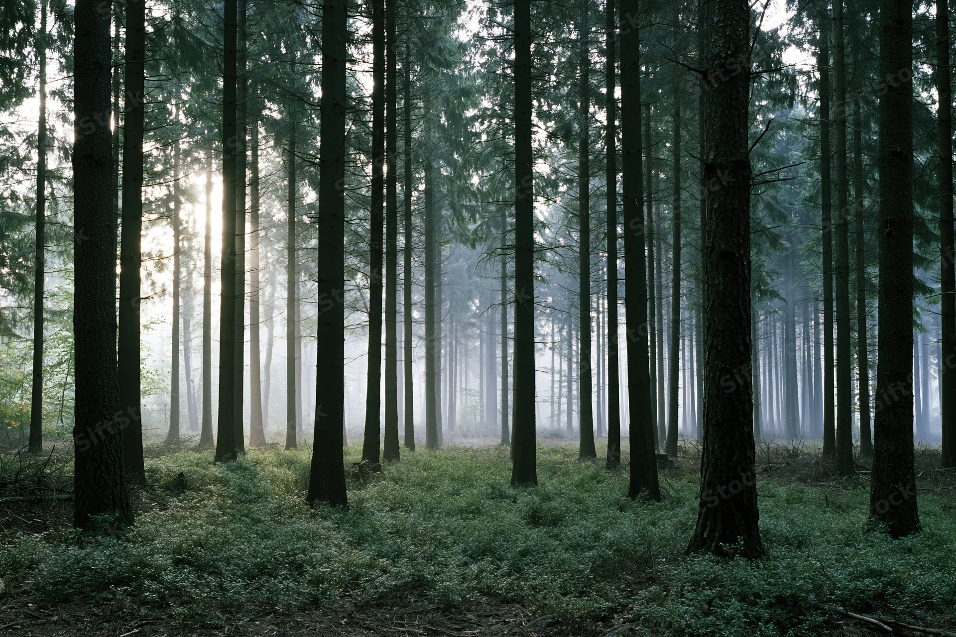 Morning light rays cutting through tall conifer trees in a misty forest interior