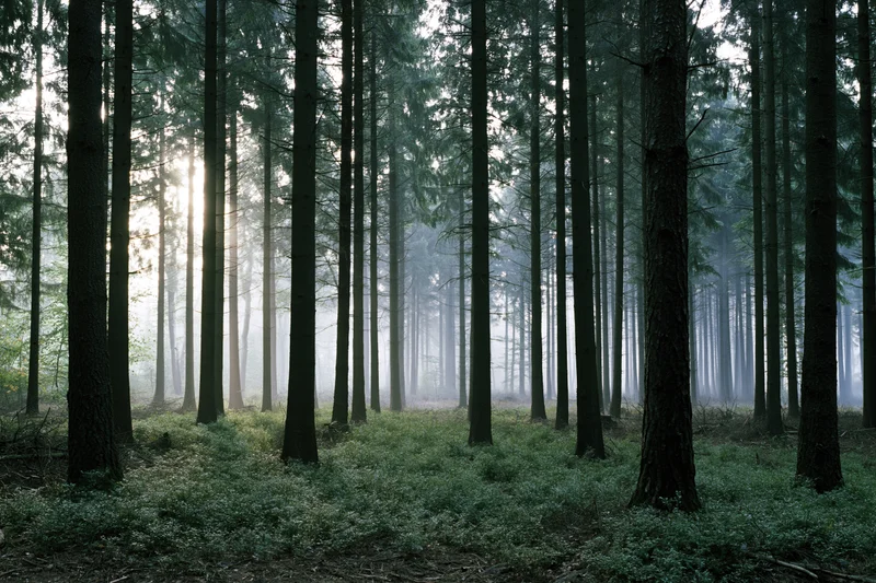 Morning light rays cutting through tall conifer trees in a misty forest interior