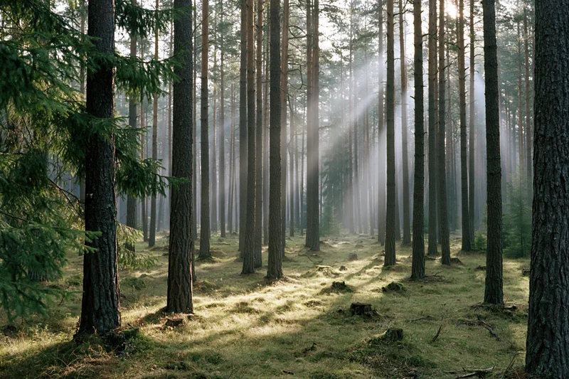Morning sunlight streaming through tall conifer trees in a misty forest interior