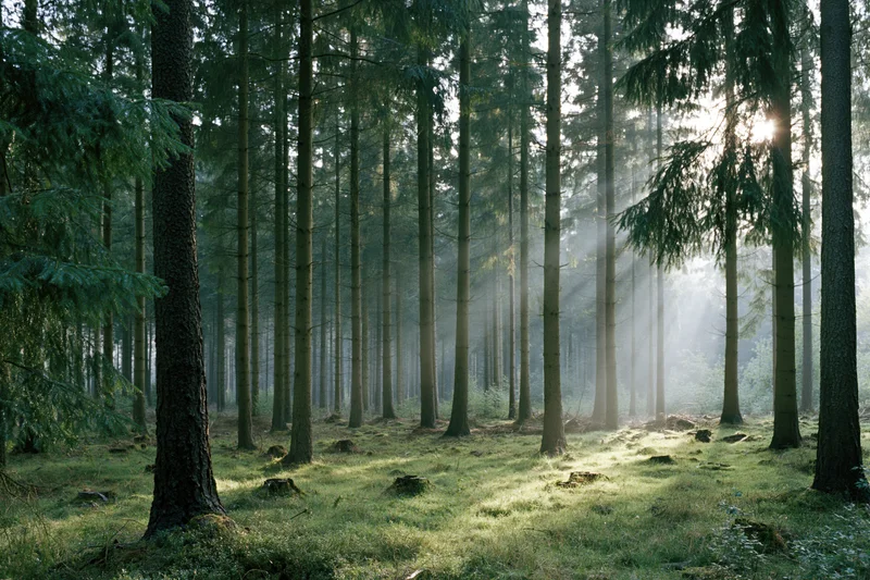 Morning sunlight filtering through tall conifer trees in a misty forest interior