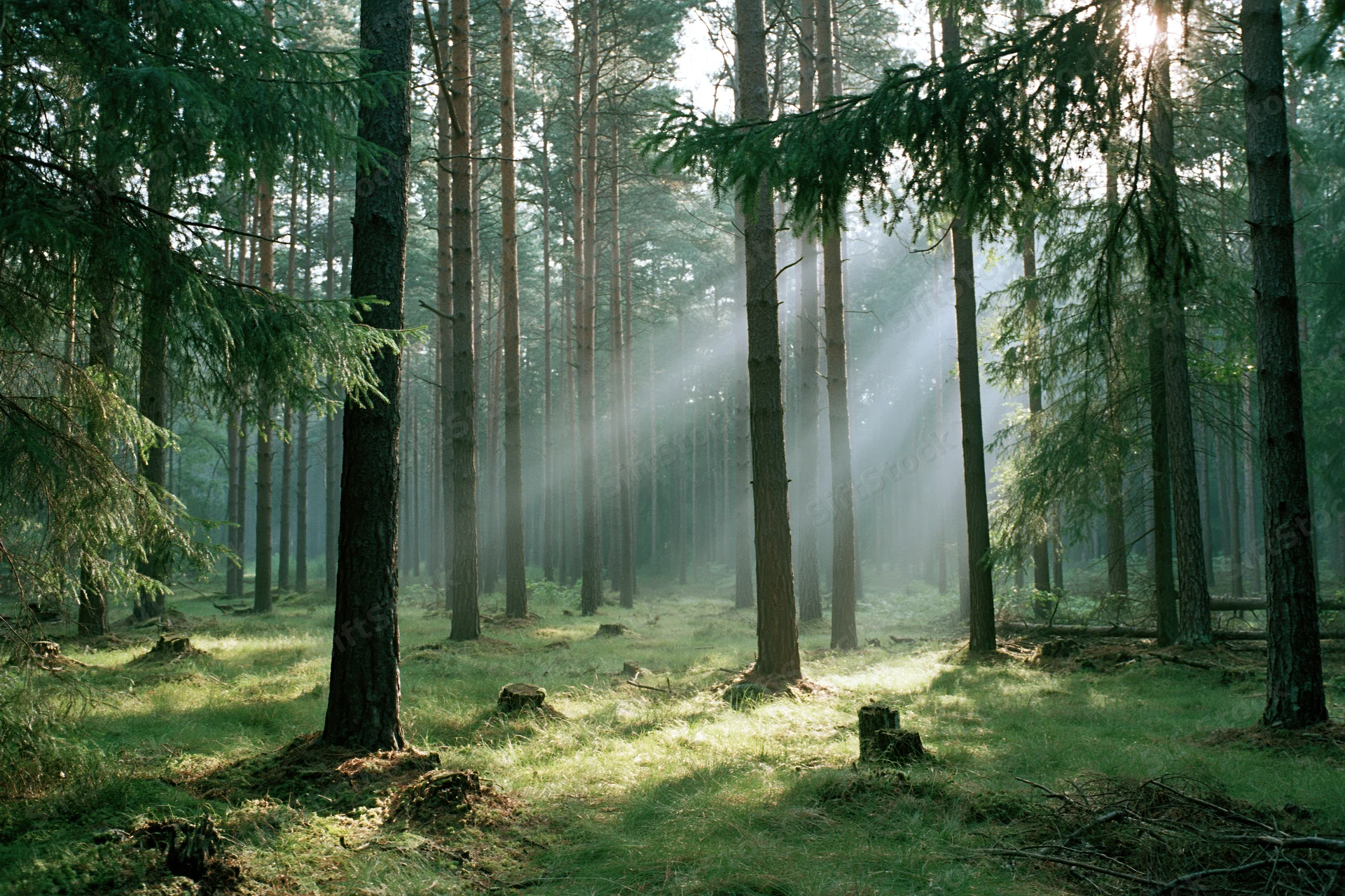 Morning sunlight filtering through tall conifer trees in a misty forest clearing