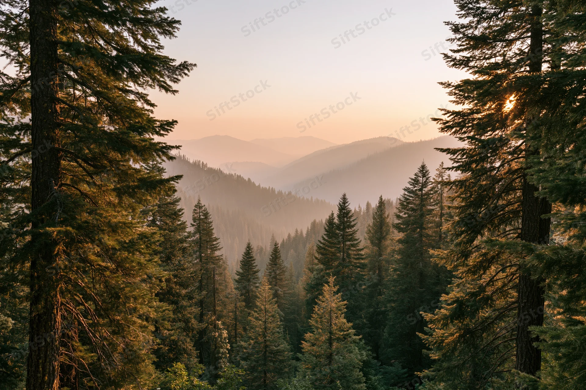 Conifer forest opening to layered mountain vista at sunset