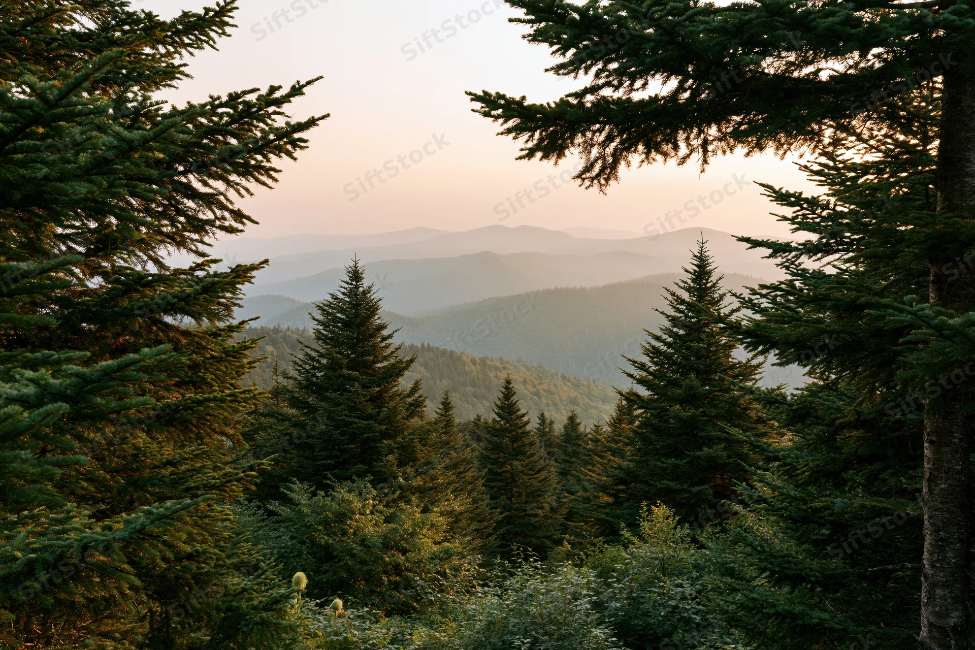 Conifer forest opening to layered mountain vista at dusk