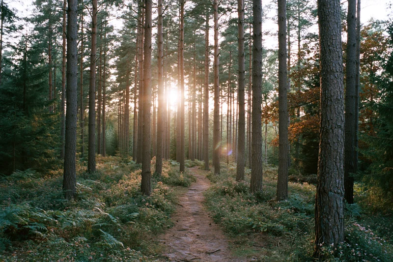 Narrow dirt path winding through tall conifer forest with sunlight filtering through trees