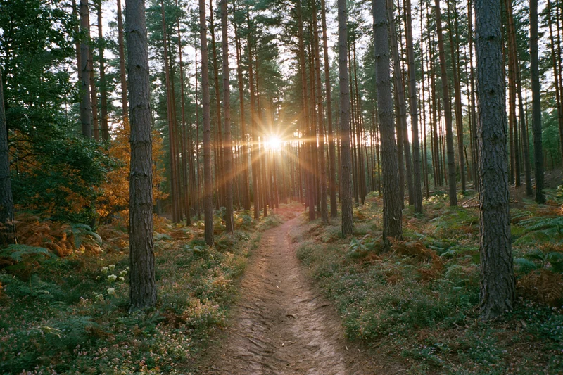 Narrow dirt path winding through tall pine forest with sunlight streaming through trees at golden hour