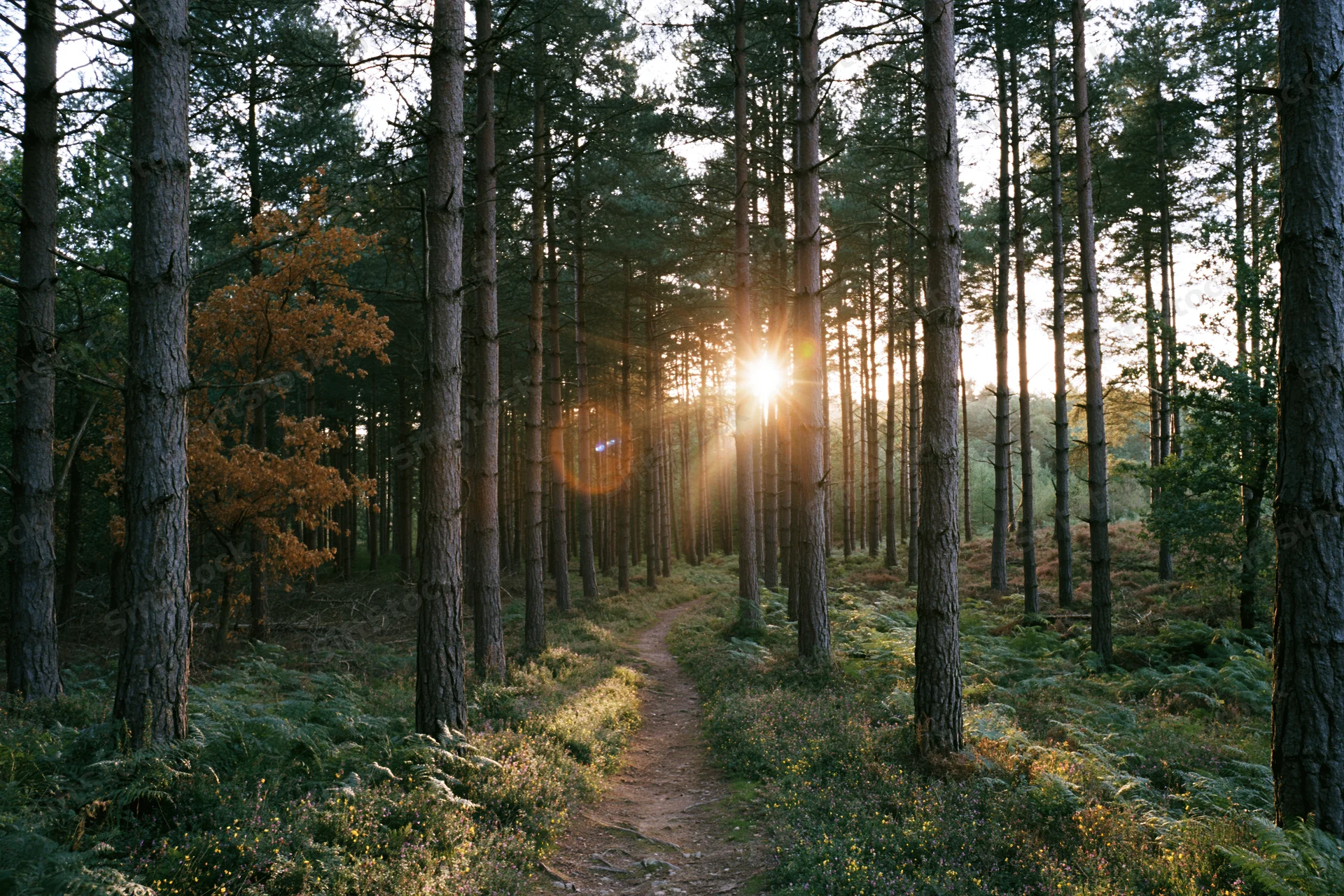 Narrow dirt path winding through tall conifer forest with sunlight filtering through trees at golden hour