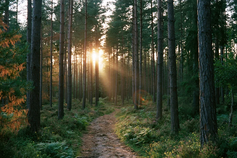 Narrow dirt path winding through tall pine forest with sunlight filtering through trees at dusk
