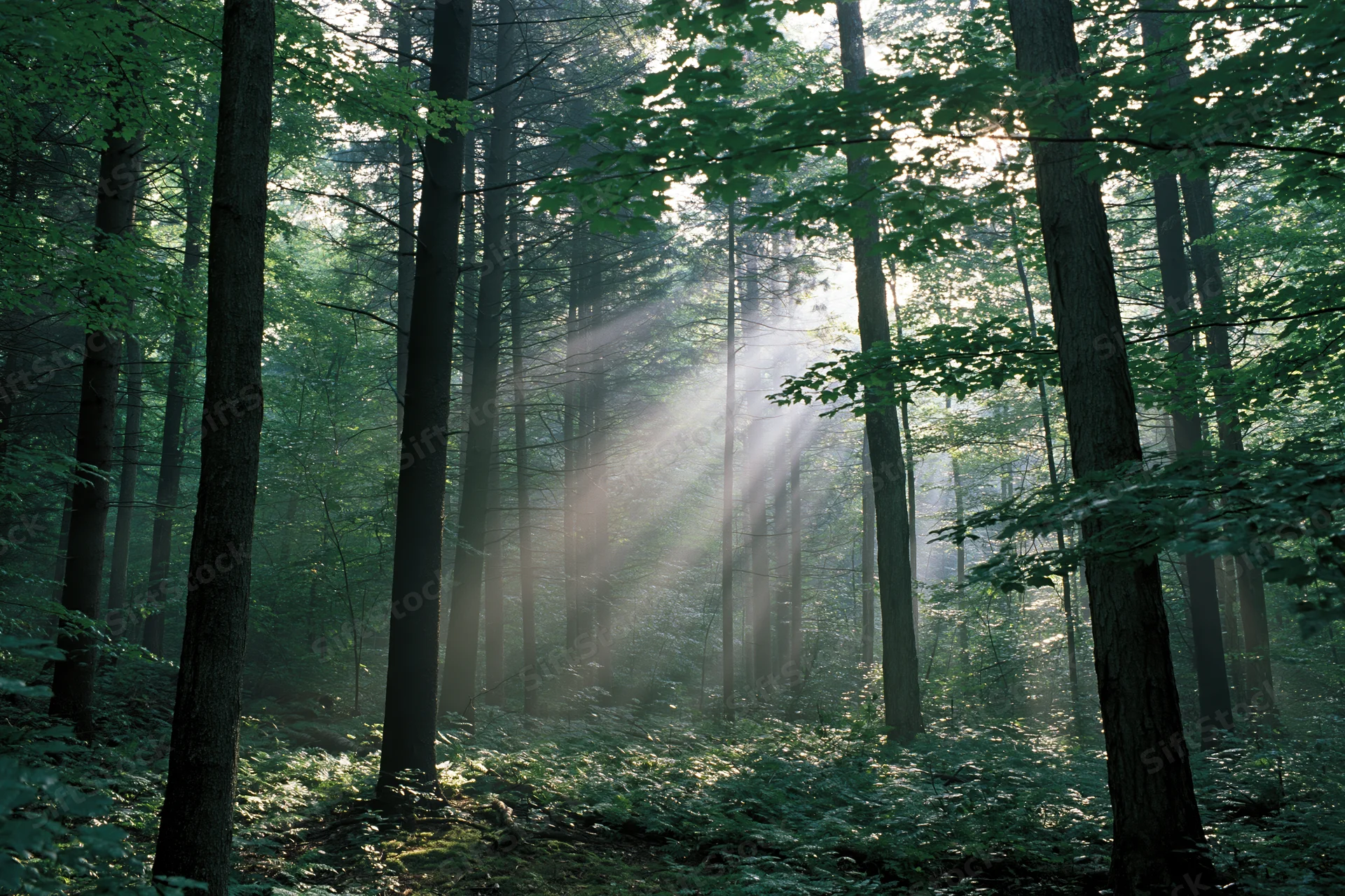 Sunlight beams through tall deciduous trees in a misty forest interior