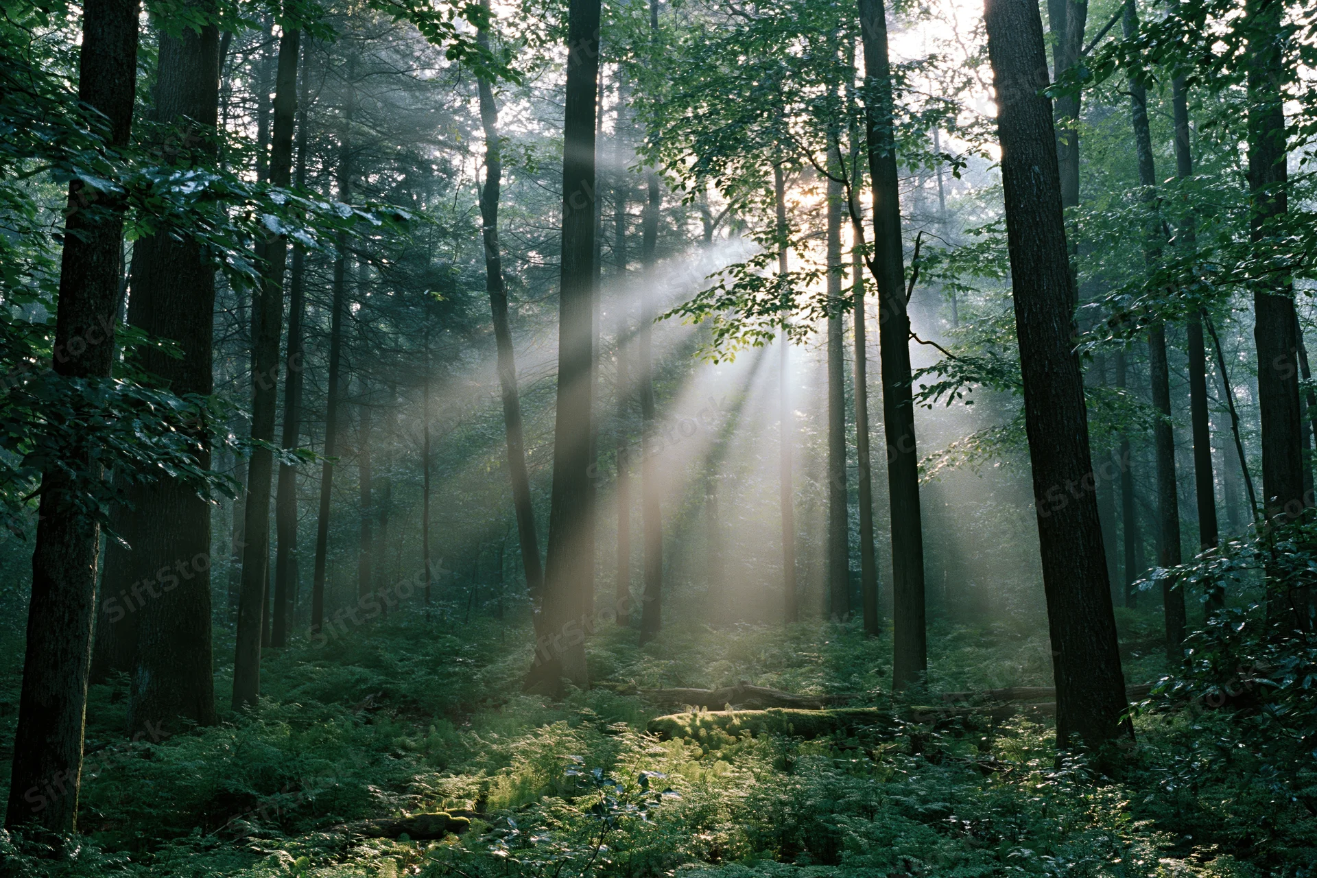 Sunlight beams through tall deciduous trees in a misty forest at dawn