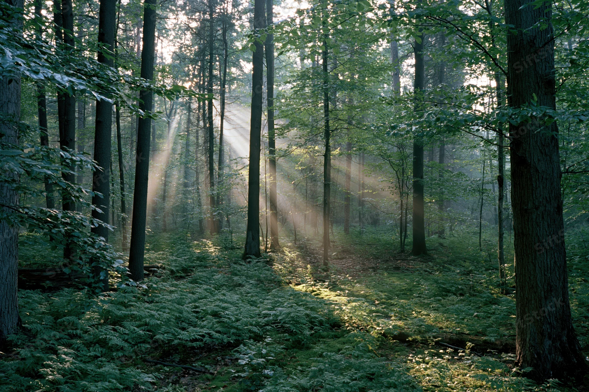 Sunlight streaming through tall deciduous trees in a misty forest interior at morning