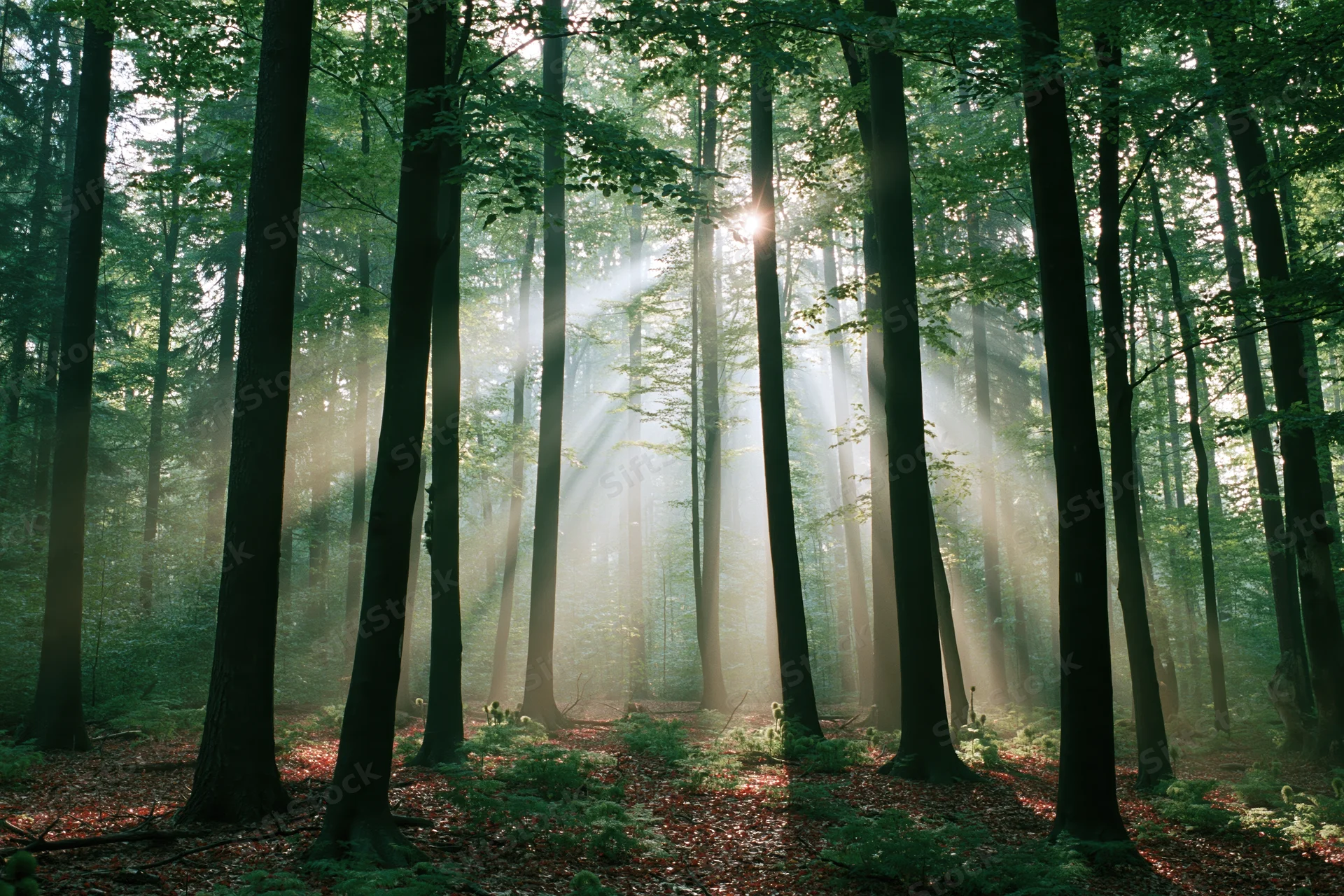Sunlight beams through tall deciduous trees in a misty forest at morning