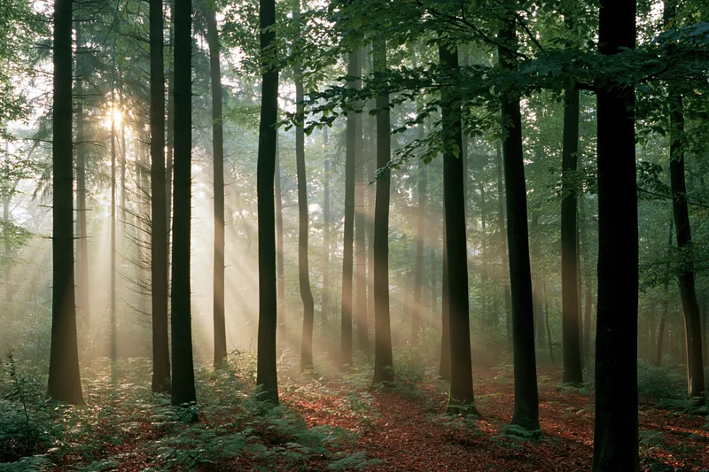 Sunlight beams through tall deciduous trees in a misty forest at dawn