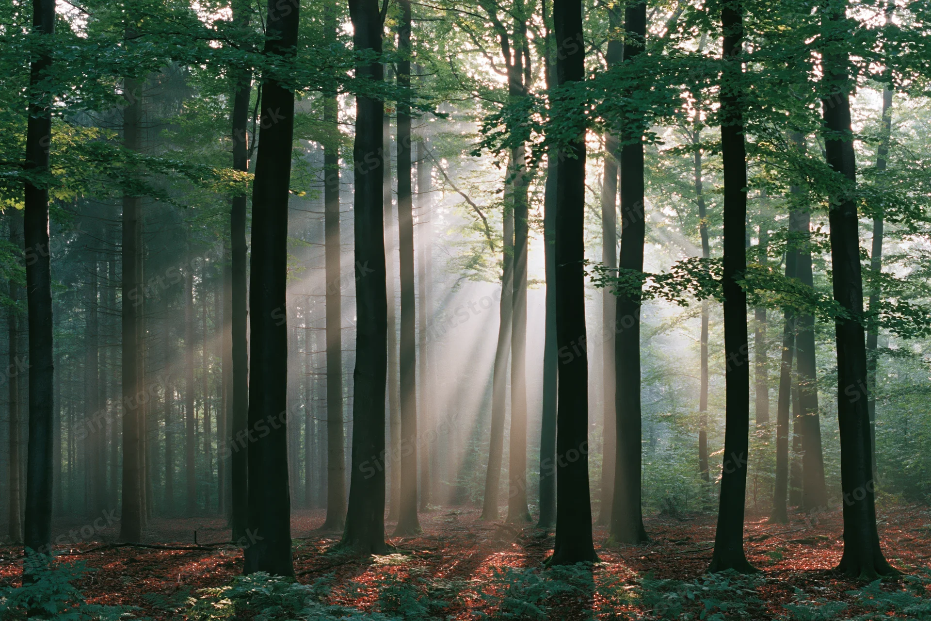 Sunlight beams cutting through tall deciduous trees in a misty forest at morning