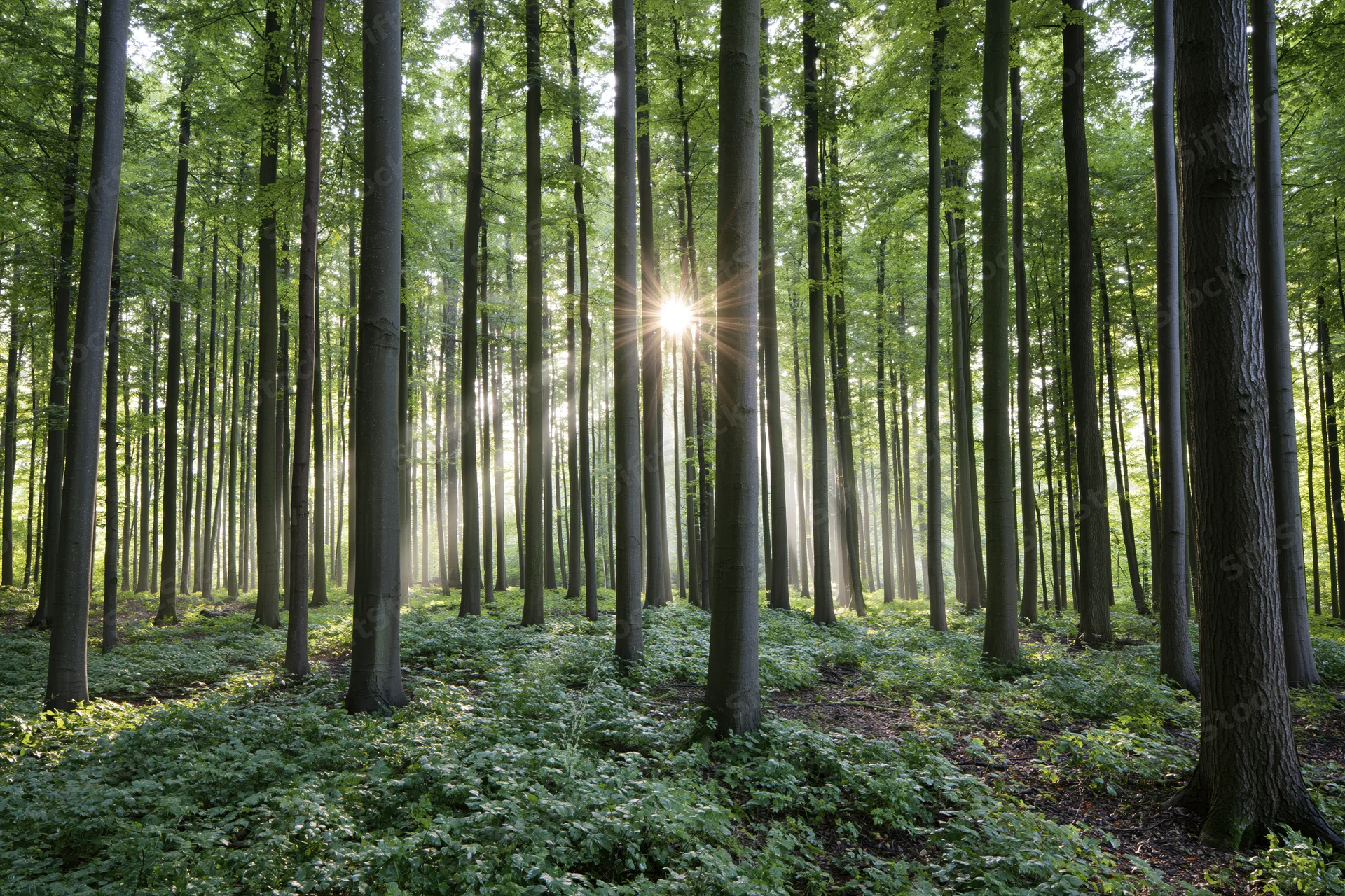 Sunlight streaming through tall deciduous trees in a dense forest with green undergrowth