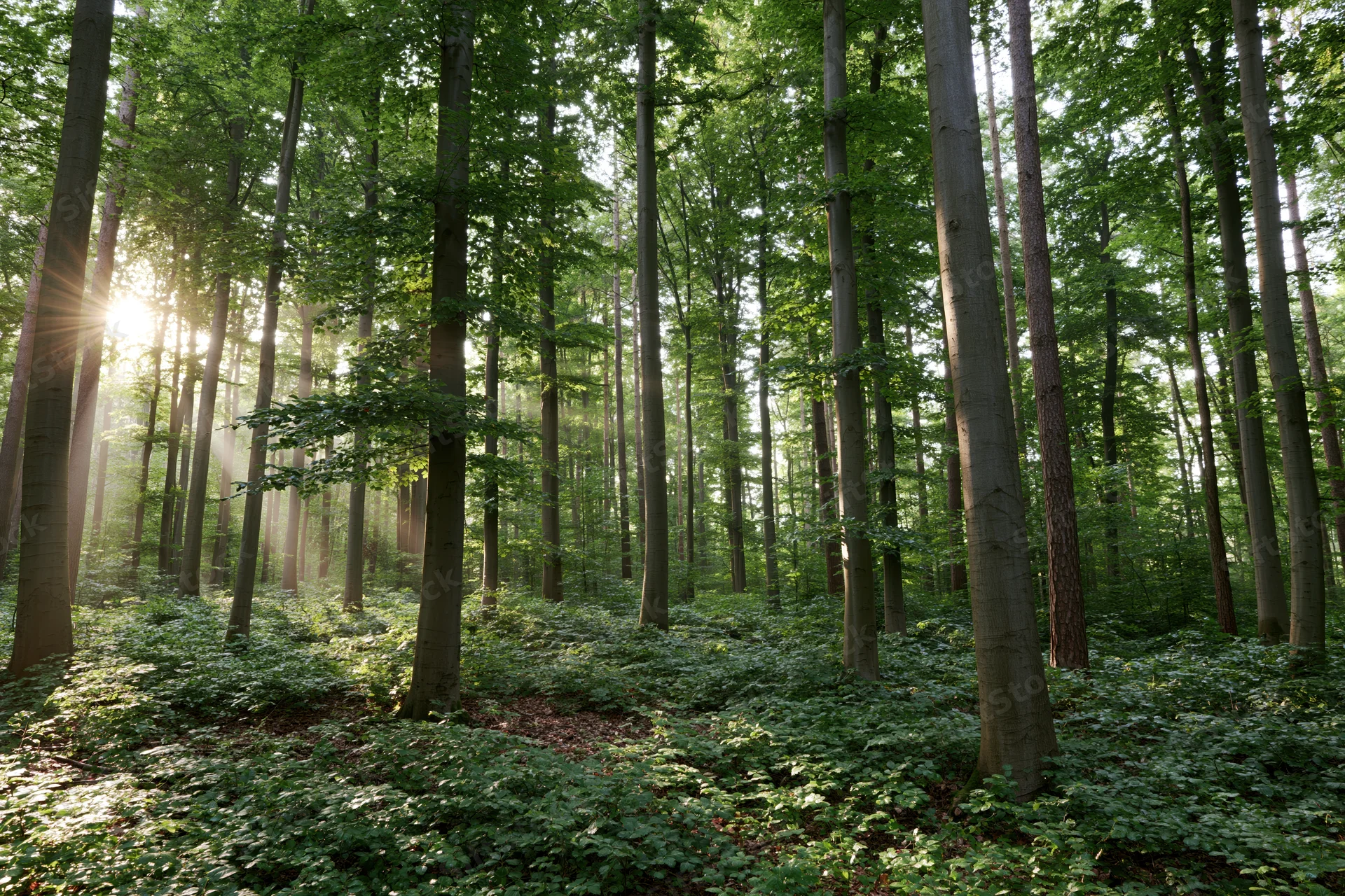 Sunlight streaming through tall deciduous trees in a dense forest with green undergrowth