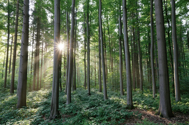 Sunlight streaming through tall deciduous trees in a dense forest with green undergrowth
