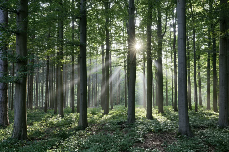 Sunlight streaming through tall deciduous trees in a dense forest with dappled light on the forest floor
