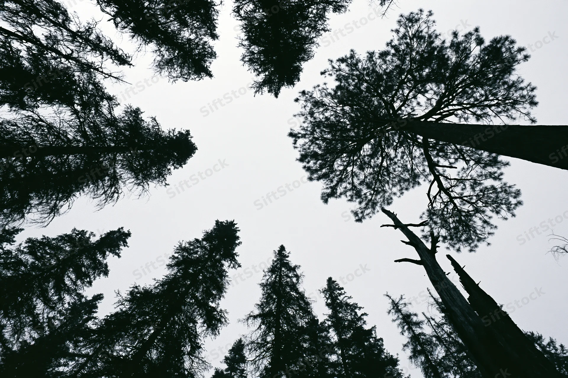 Upward view of tall pine trees silhouetted against overcast sky in dense forest