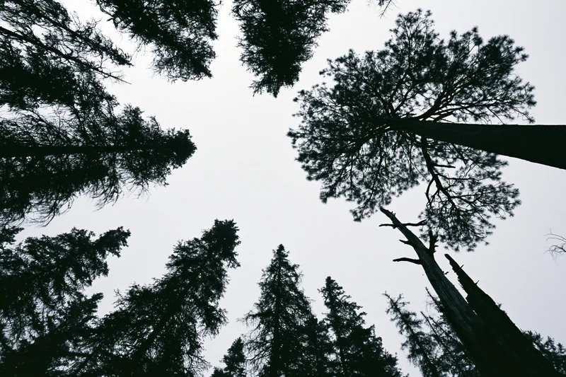 Upward view of tall pine trees silhouetted against overcast sky in dense forest