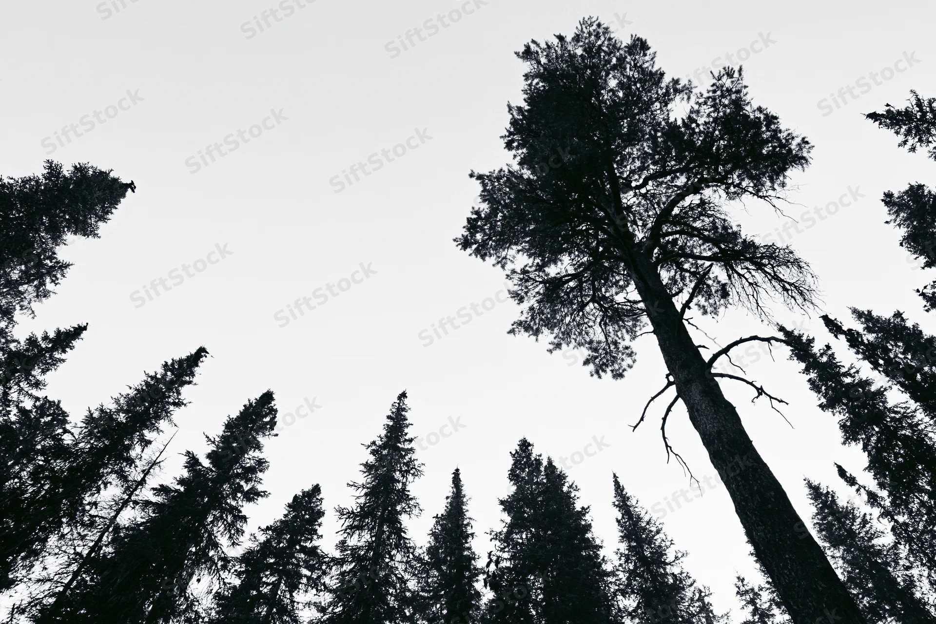 Tall pine tree silhouetted against overcast sky in dense boreal forest
