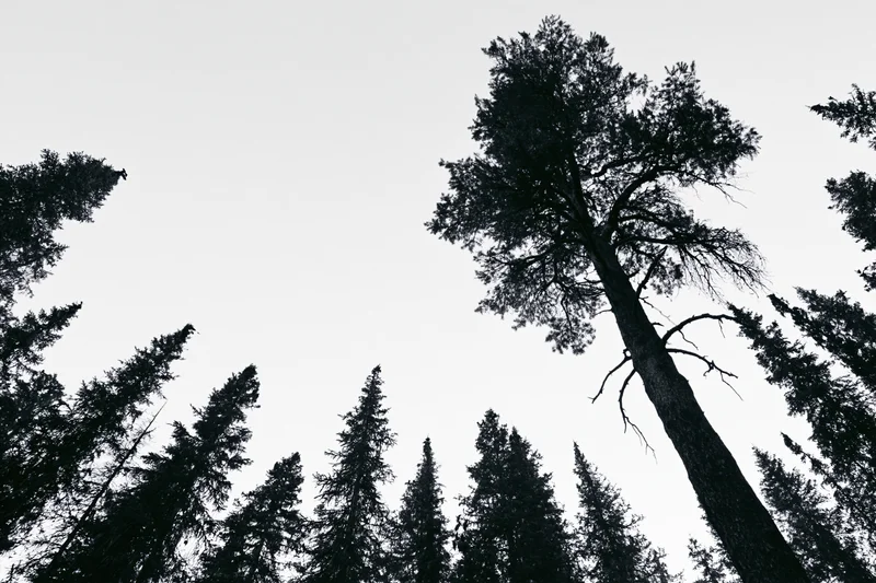 Tall pine tree silhouetted against overcast sky in dense boreal forest