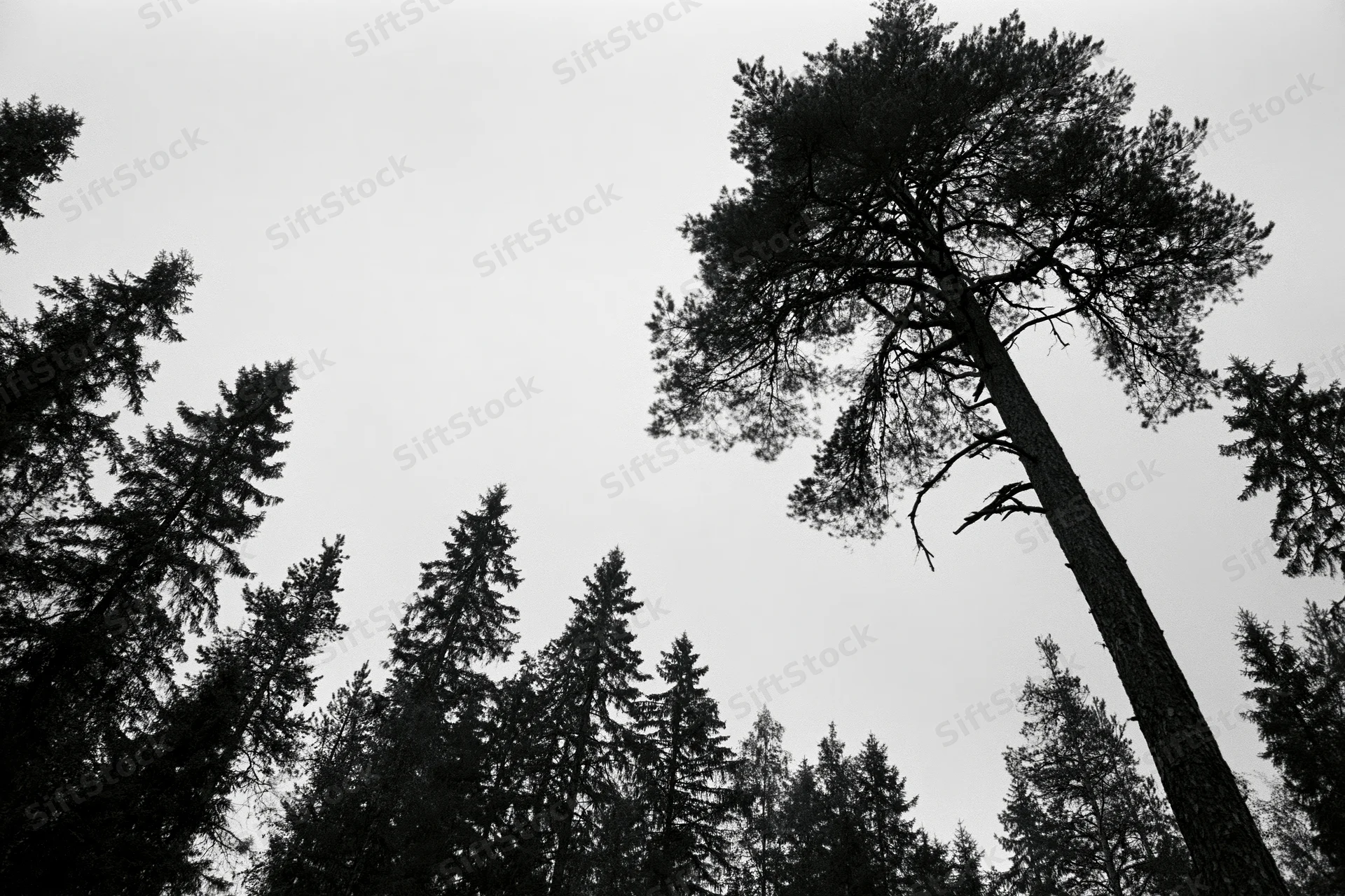Tall pine tree rising above dense forest canopy under overcast sky
