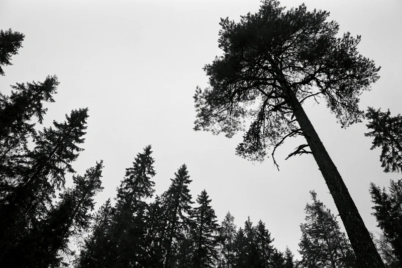 Tall pine tree rising above dense forest canopy under overcast sky
