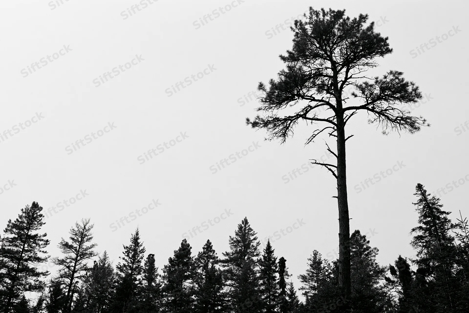 Tall pine tree silhouetted against overcast sky rising above dense forest canopy