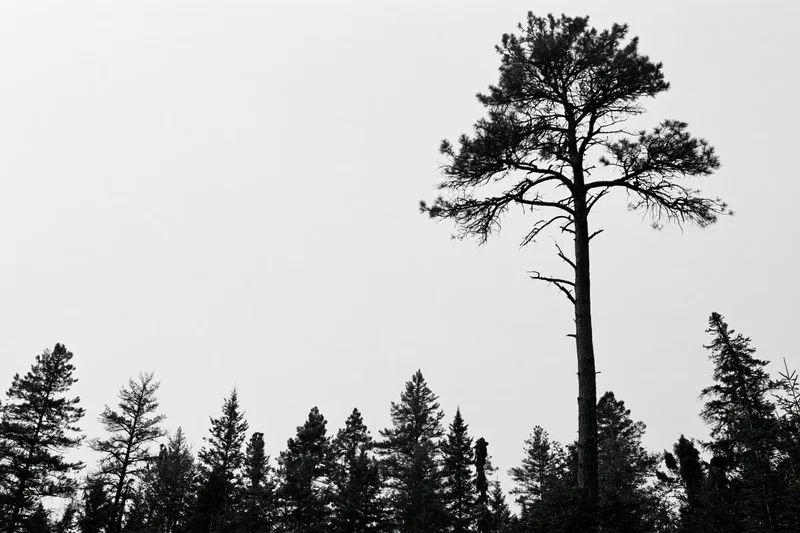 Tall pine tree silhouetted against overcast sky rising above dense forest canopy