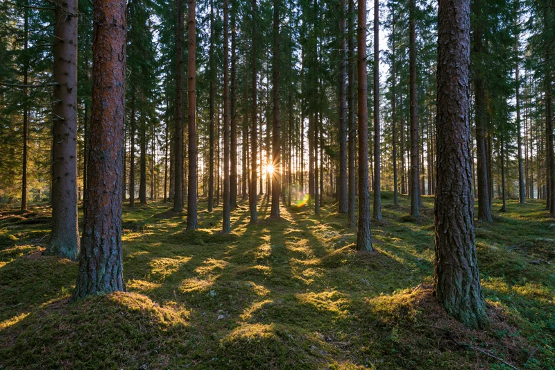 Sunlight filtering through tall pine and spruce trees in a moss-covered forest at golden hour