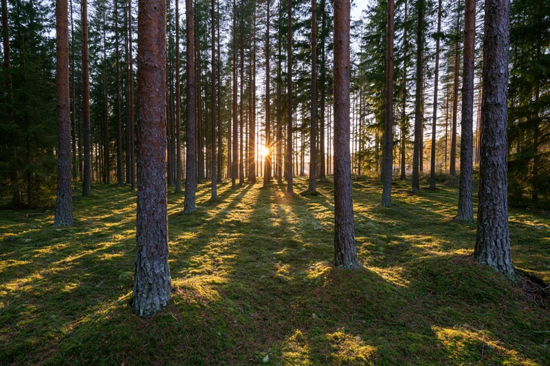 Sunlight filtering through tall pine and spruce trees in a mossy forest at sunrise
