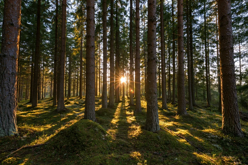 Sunlight filtering through tall pine and spruce trees in a mossy forest at dawn