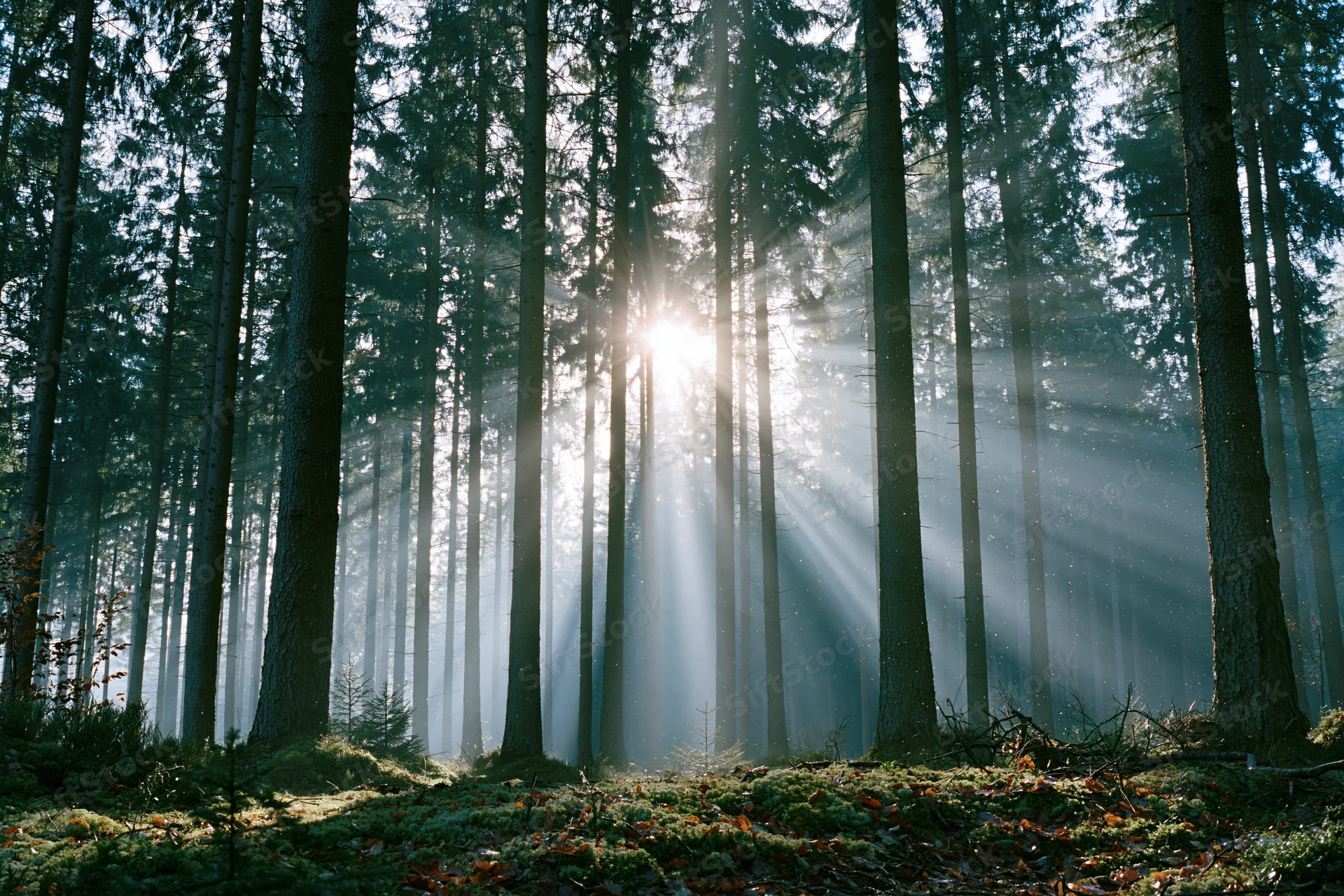 Sun rays breaking through mist in a tall pine forest