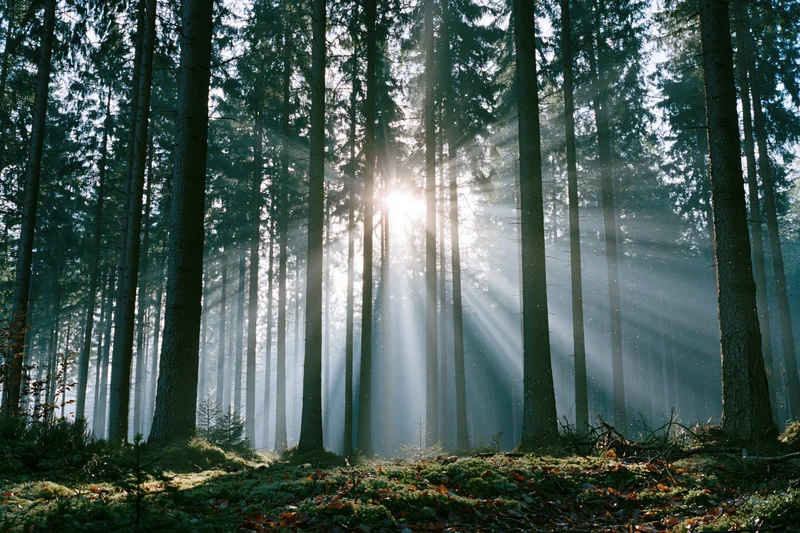Sun rays breaking through mist in a tall pine forest