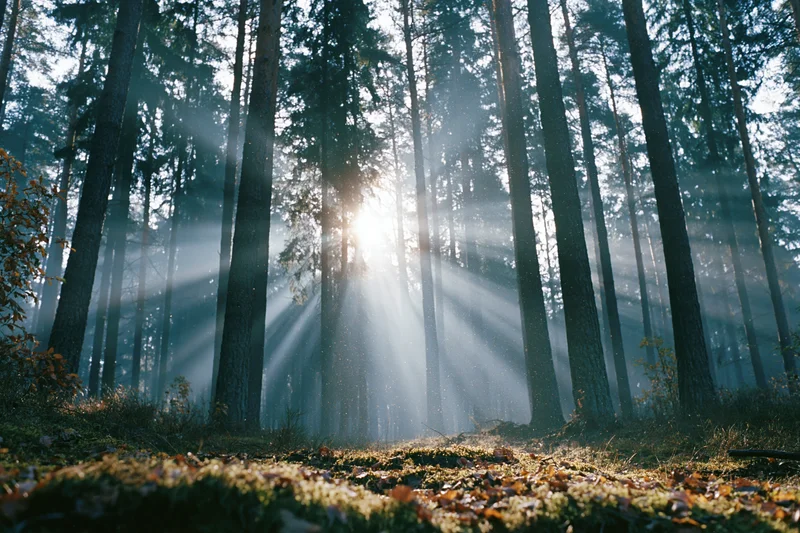 Sun rays breaking through misty pine forest at dawn