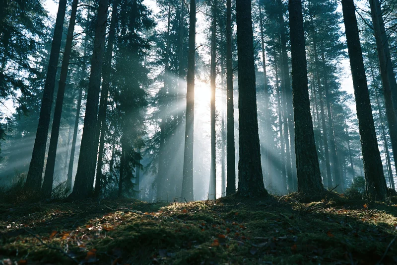 Sun rays breaking through misty pine forest at dawn